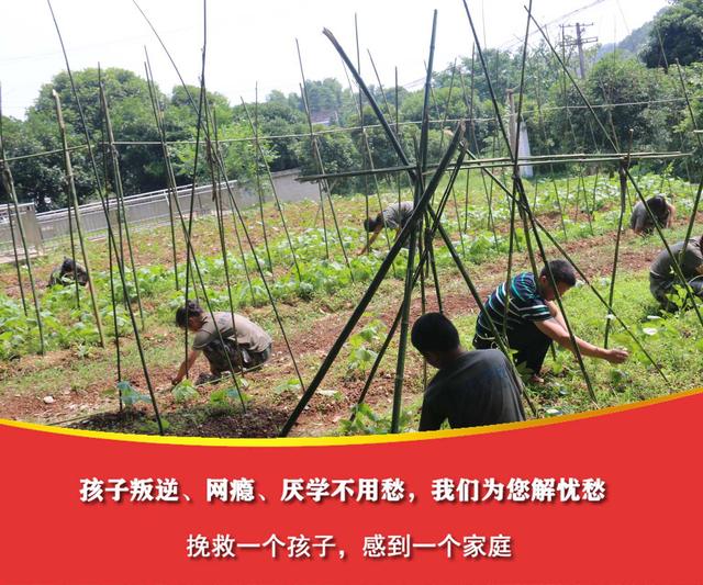 哪有专业的问题青少年特训学校(问题青少年特训学校哪里有)(图2)